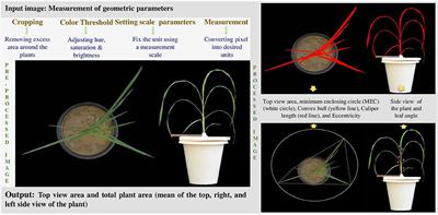 Improvement of Phosphorus Use Efficiency in Rice by Adopting Image-Based Phenotyping and Tolerant Indices